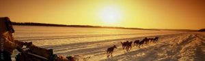 Iditarod Dog Race