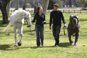 World’s largest dog