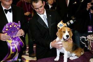 13th Westminister Dog Show