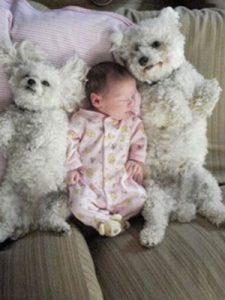 cute dogs on bed