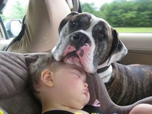 dog on kids head