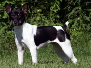 ratterrier