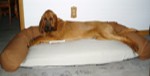Bloodhound on dog couch