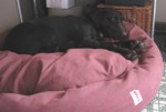 Lab on a Mammoth dog bed