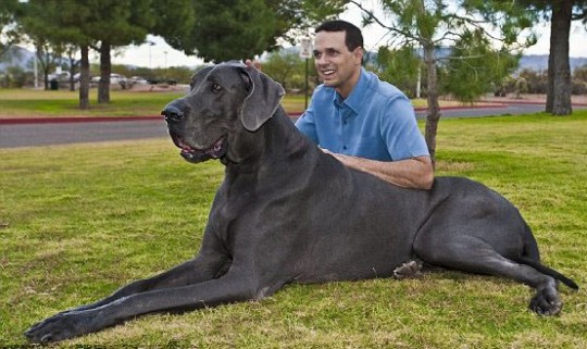 best dog beds for great danes
