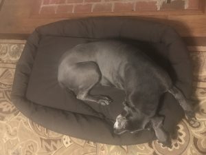 Great Dane On Dog Bed