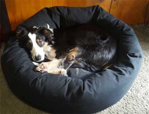 dog-on-mammoth-dog-bed