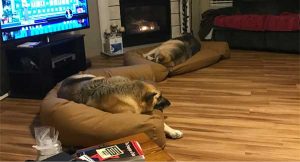 dogs-on-couches-1