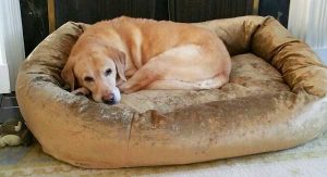 lab-on-dogbed