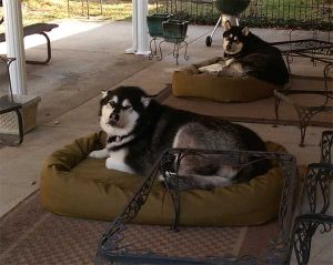 outdoor-mammoth-dog-bed-two-ddogs