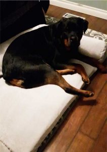 rotti-on-mammoth-dog-couch