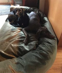 2dogs-on-mammoth-designer-dog-couch