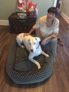 Blue the Great Dane on a Mammoth Dog Bed