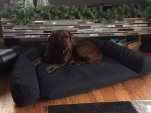 lab on mammoth dog couch