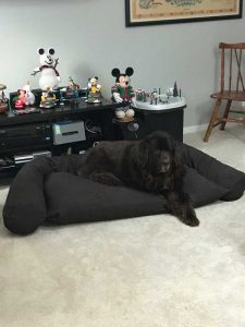 newfoundlander-on-dog-couch