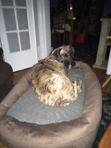 great-dane-on-dog-bed-mammoth