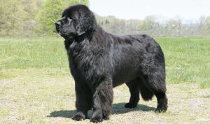 Newfoundland dog