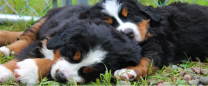 Bernese pups