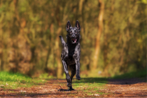 dog running