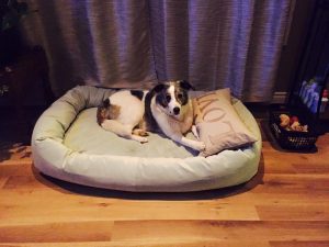 memory foam dog bed