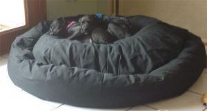 XL donut dog bed