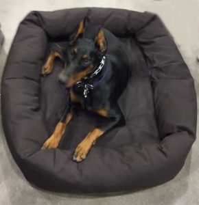 tufted dog bed