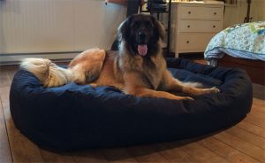 big dog on bed