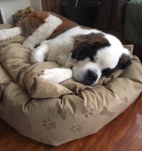 dog bed for large dogs