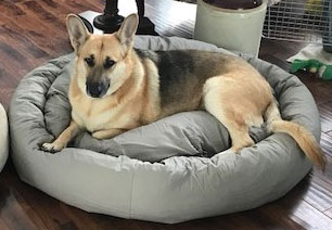 best dog bed for german shepherd