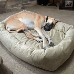 Extra Large Dog Beds by Mammoth - Lifetime Warranty