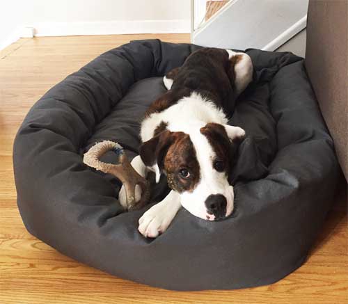 big dog beds for sale