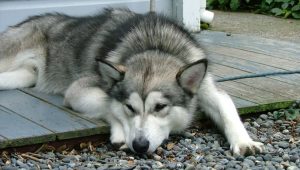 dog laying down on wood porch