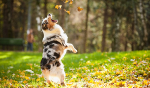 dog jumping on grass