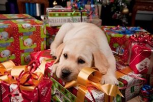 dog on gifts