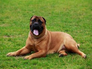 mastiff