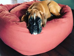 Large dog bed Mammoth