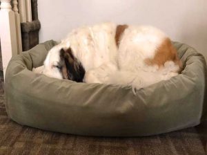 Mammoth Extra Large Dog Beds