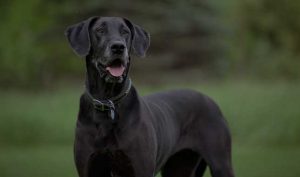 Mammoth Dane