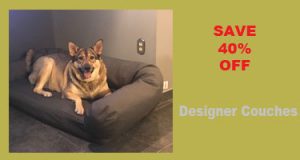 German Shepherd on a designer couch