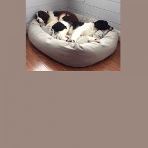 2 dogs on xl dog bed