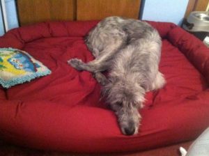 irish wolfhound dog bed