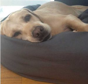 labrador retriever on dog bed