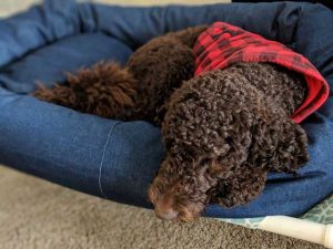 Mammoth tufted dog bed in denim