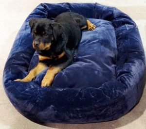 rottweiler puppy on dog bed