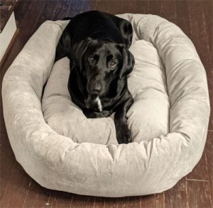 labrador on large dog bed