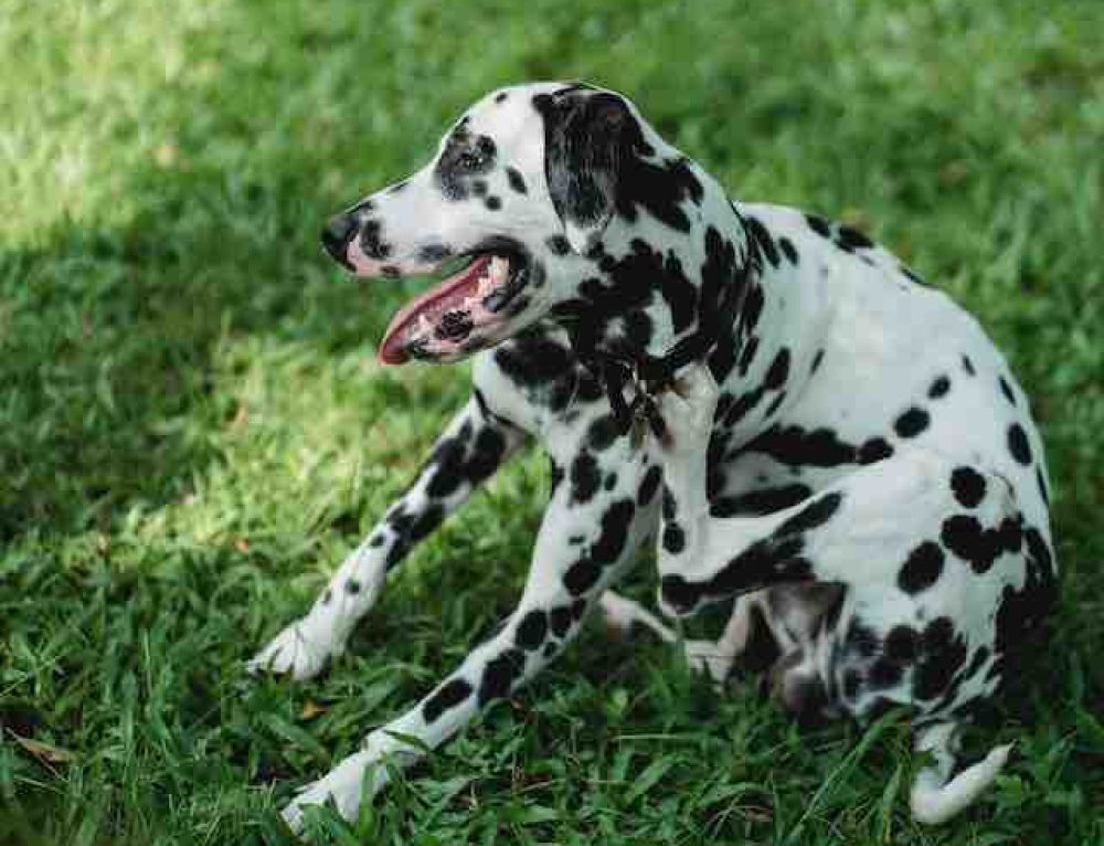 World’s Largest Dog