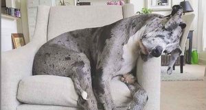 great dane on chair sleeping