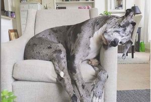 great dane sleeping