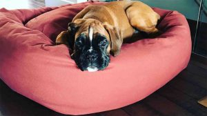 Mammoth Large Oblong Dog Bed