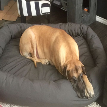 Mammoth Oblong Outdoor Dog Bed